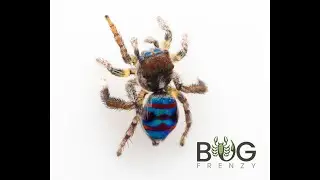 Review 3: Coastal Peacock Jumping Spider (Maratus speciosus)