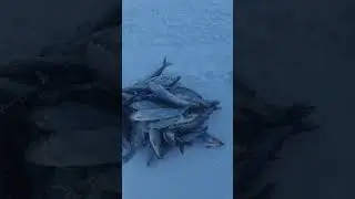 Удачная рыбалка