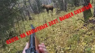 Hunting for ungulates in the taiga in 2021, part 2. The moose flew right out at me.Moose hunting ...