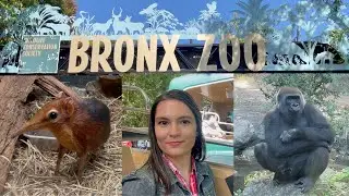 The Bronx Zoo: Its History & What To Expect During Your Visit!
