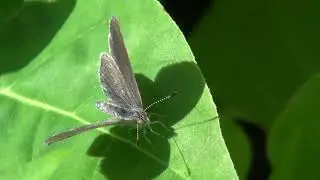 シジミチョウ「ヤマトシジミ」