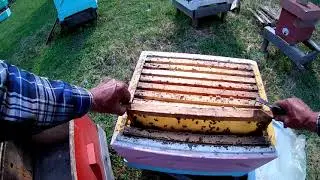 Ульи Рута расширяем корпусами