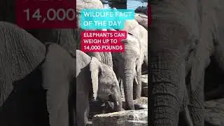 🐘