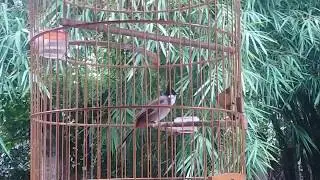 Chào mào hót luyện giọng