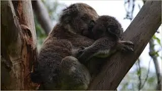 Australie