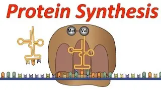 Protein Synthesis! (Mr. W's Rock Music Video)