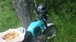 Лисички 2021