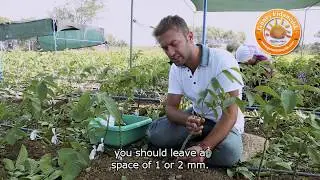 Ceviz Aşılama ve Fidan Çeşitleri Güneş Fidancılık