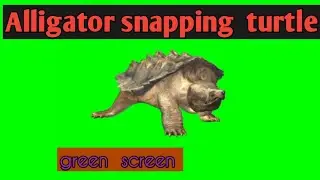 Alligator snapping turtle green screen video.