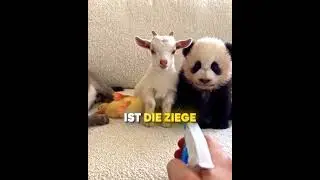 Tiere reagieren auf Spray 😳