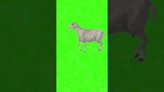 Green screen animal fight video 