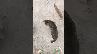 walking, running, searching, holding cat, throwing, [hats all i do for now