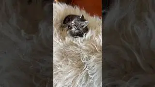 Kitten Found The Perfect Bed Until…
