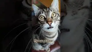 Правда #жизнь #хорошо #друзья #телефон #котикисмешные #cat #коти #юмор #кіт #поддержка #топ #тренды