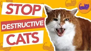 DESTRUCTIVE Cat Behavior and How to STOP It!
