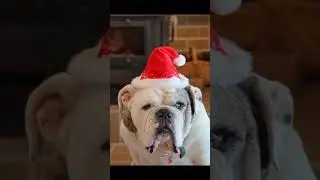 El Bulldog Ingles