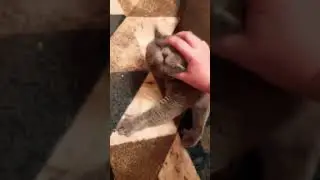 даёбоваюсь до  кота