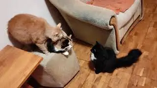 Интимная жизнь кошек