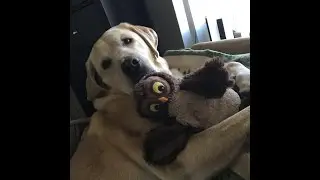 Labrador retriever moby: dog vs owl