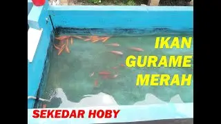 KOLAM IKAN GURAME MERAH