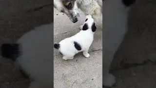 Щенок алабай Барон