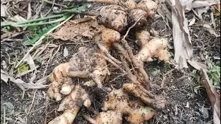 LK Healthy Soil Farm Progress | Episode 5