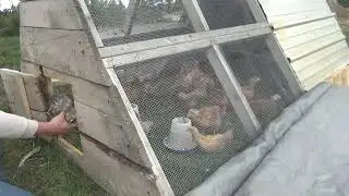 Moving the chicks outside