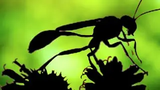 Strange Spider Wasp Behavior