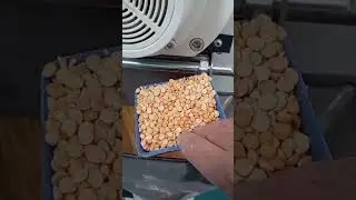 Yellow Pea Cleaning and Peeling Plant | Sarı Bezelye Temizleme ve Soyma Tesisi #yellowpea #peaplant