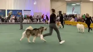 25.11.2022 BRATISLAVA, 🇸🇰 SLOVAKIA BEST in SHOW 5 Group
