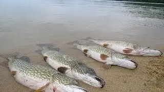 выращивание рыбы в домашних условиях . воздух зимой.фильм-5