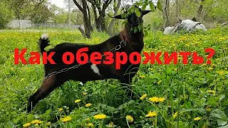 Как обезрожить взрослого козла Как обезрожить козлят Как обезрожить  резинками Сельская Жизнь