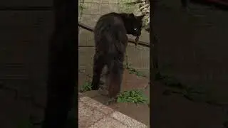 Мишаня-охотник...