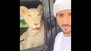 Араб и маленький лев