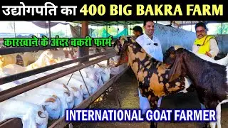 उद्योगपति का 400 Big Bakra Farm।।World Class Goat Farm।। International Goat Farmer Gujarat।