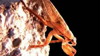 Ferocious Waterbug vs. Triops ___-___-__Ƣݔҩᾫ٨ӷ quaoar