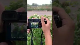 Sony A6400 flowers photography test📸 