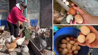 СПАСАЮ ЯЙЦА КУР НЕСУШЕК Индюшки яйценосные Про теплицу Сею Копаю