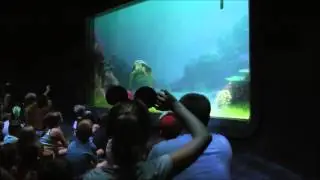 Turtle Talk With Crush, Epcot, Walt Disney World