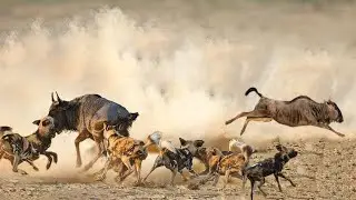 Fierce battle - Wild dog attack wildebeest