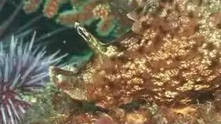 Kelp-palooza