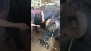 How to Groom Your Buffalo