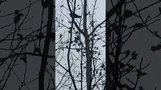 Дрозды прилетели в ХМАО #nature #birds #весна