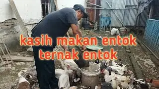 Kegiatan ternak entok di sore hari