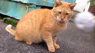 [野良猫]おっとりした性格の茶トラ猫とボンボンで遊んだら可愛すぎた！[straycat]Cute if you play with friendly cats and bonbons!