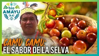 Camu Camu: SUPERFRUTA con más Vitamina C del MUNDO | BIO AMAYU