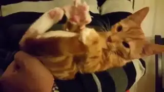 ОЧЕНЬ СМЕШНЫЕ КОТЫ!ПРИКОЛЫ С ЖИВОТНЫМИ!НОВИНКИ 2017!VERY FUNNY CATS! JOKES WITH ANIMALS! NEWS 2017!