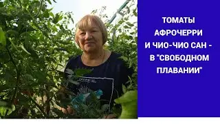 ТОМАТЫ АФРОЧЕРРИ И ЧИО-ЧИО САН - В 