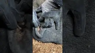 Pig Ear Cleaning