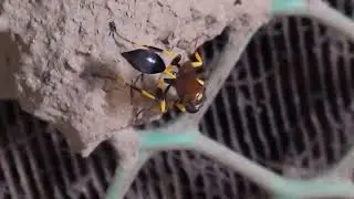 macro photography with smartphone ✓potterwasp